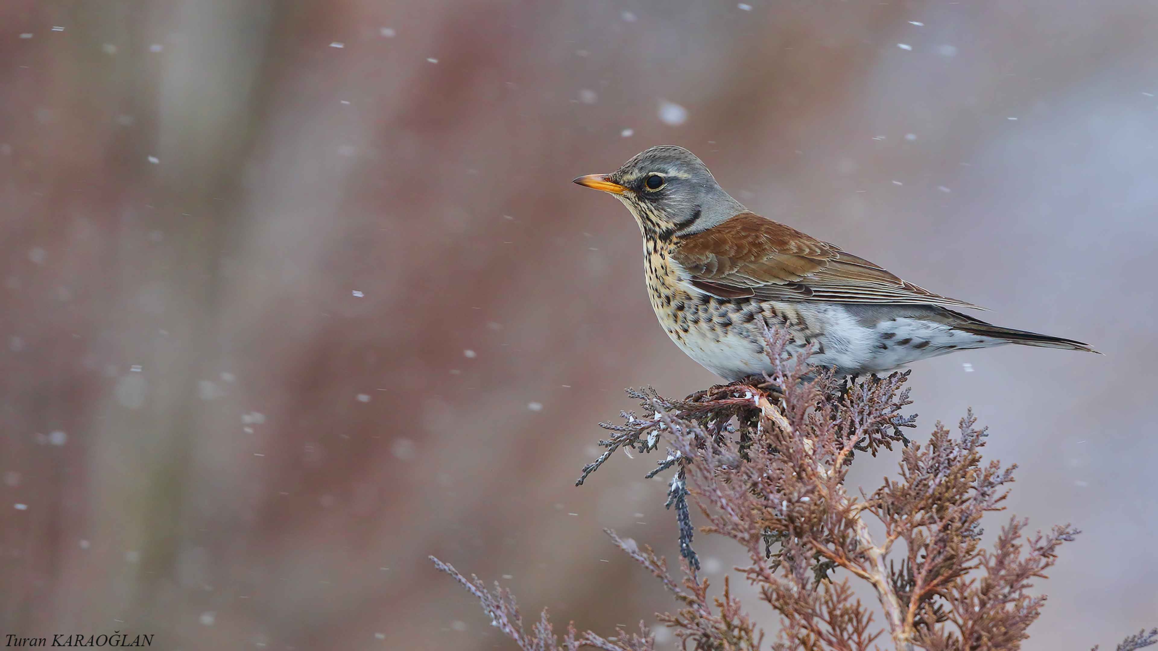 Fieldfare
